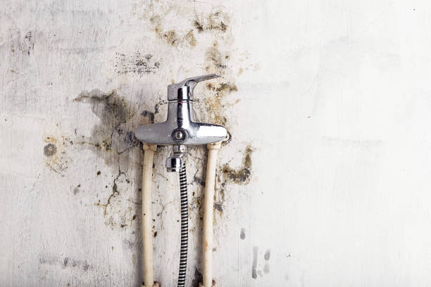 Best DIY Mold Remediation Support Services in Lancaster, TX