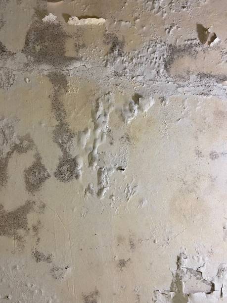 Best Residential Mold Remediation in Lancaster, TX