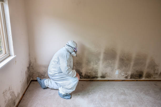 Best White Mold Remediation in Lancaster, TX
