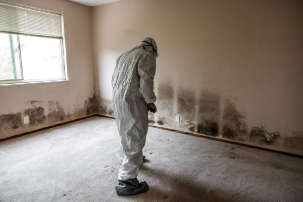 Best Industrial Mold Remediation in Lancaster, TX