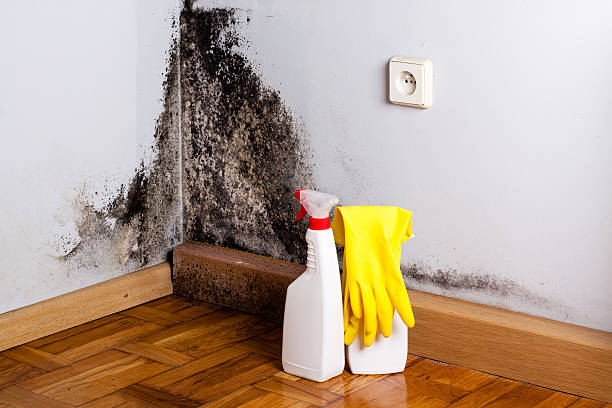 Best Mold Remediation for Specific Building Types in Lancaster, TX