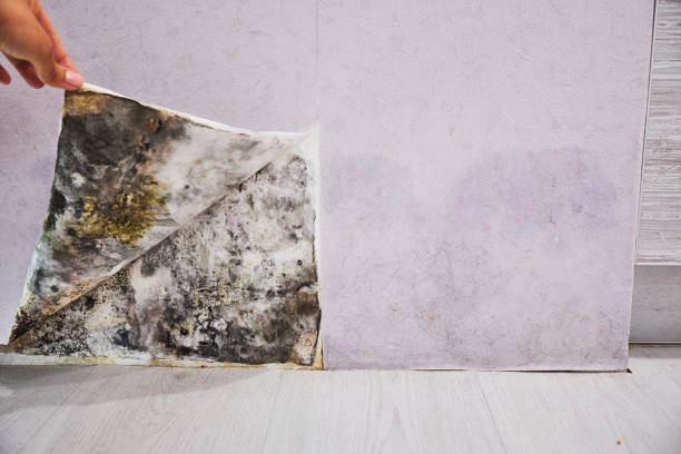 Best Attic Mold Remediation in Lancaster, TX